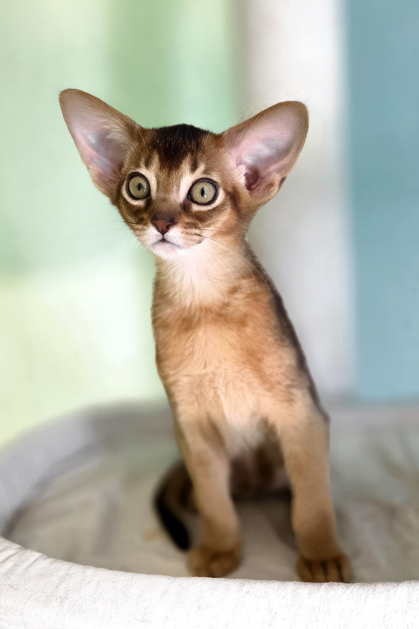 Rio | Abyssinian Kitten