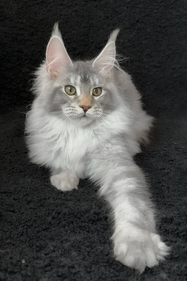 Rita | Maine Coon Kitten