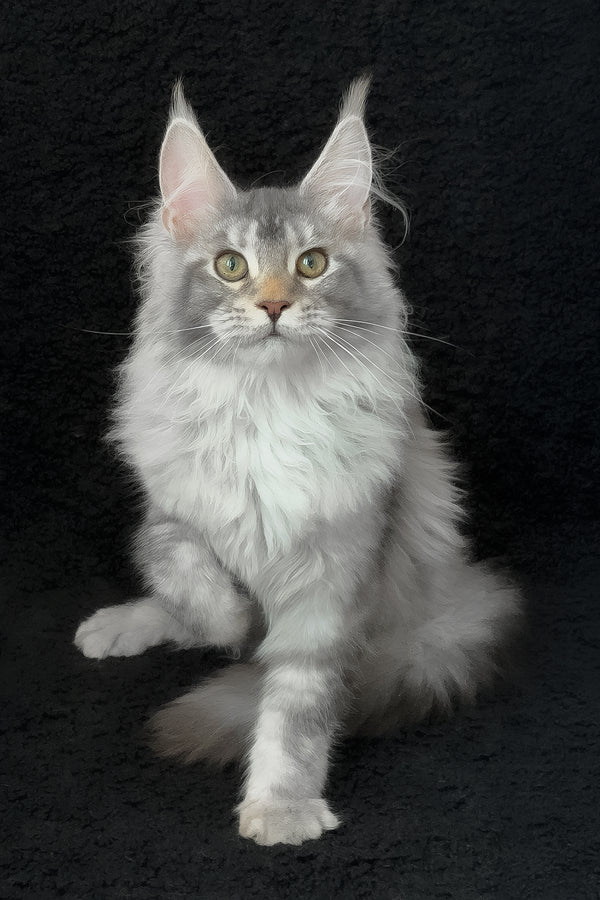Rita | Maine Coon Kitten