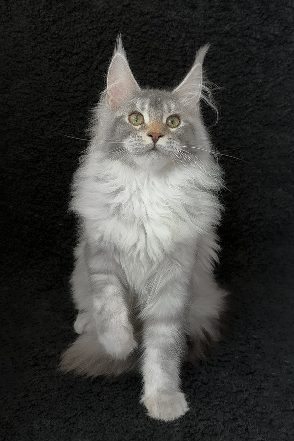 Rita | Maine Coon Kitten