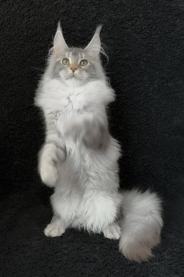 Rita | Maine Coon Kitten