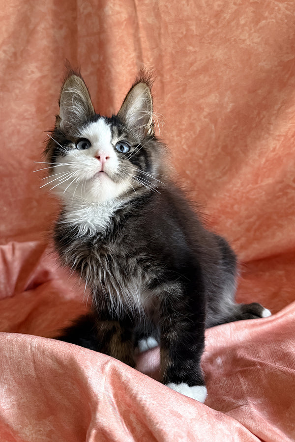 Rivyen | Maine Coon Kitten