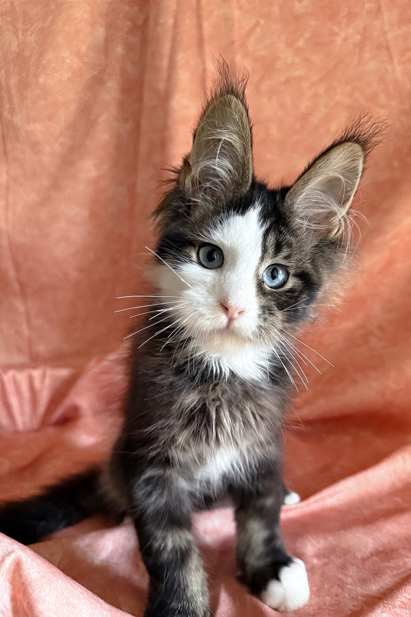 Rivyen | Maine Coon Kitten