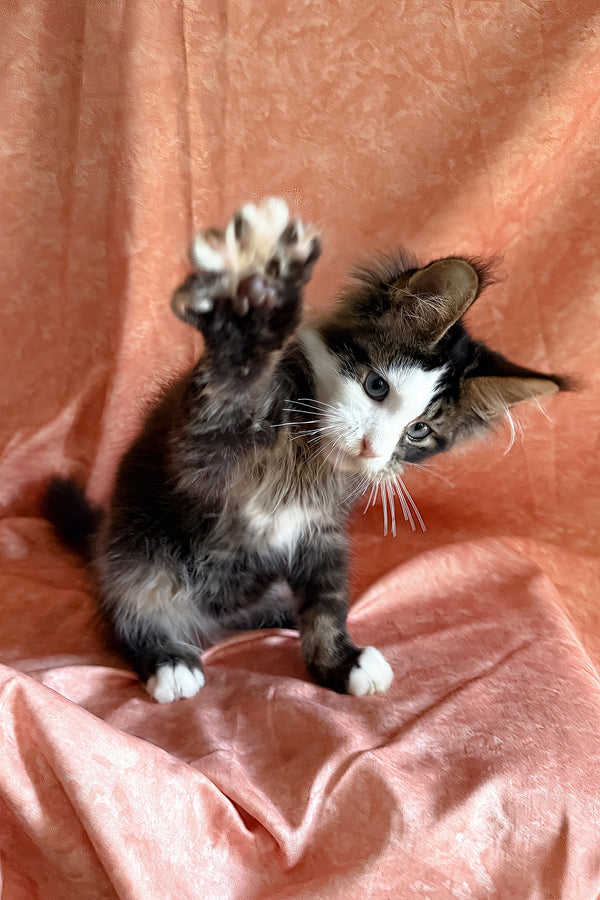 Rivyen | Maine Coon Kitten
