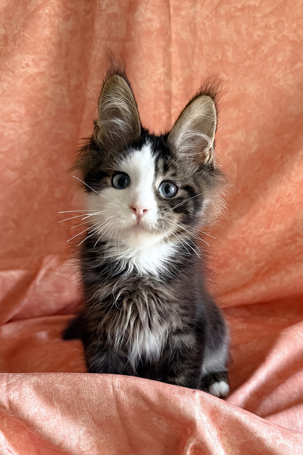 Rivyen | Maine Coon Kitten
