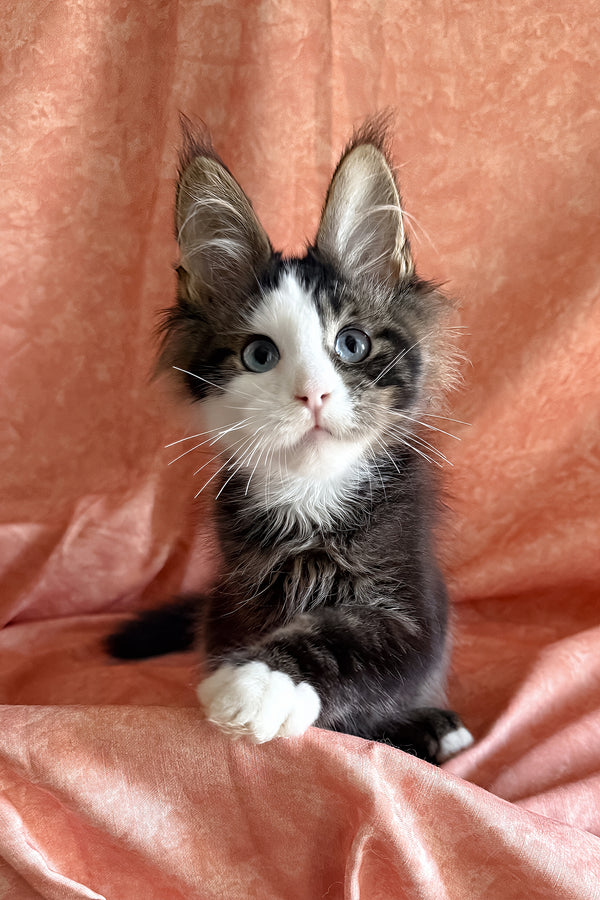 Rivyen | Maine Coon Kitten