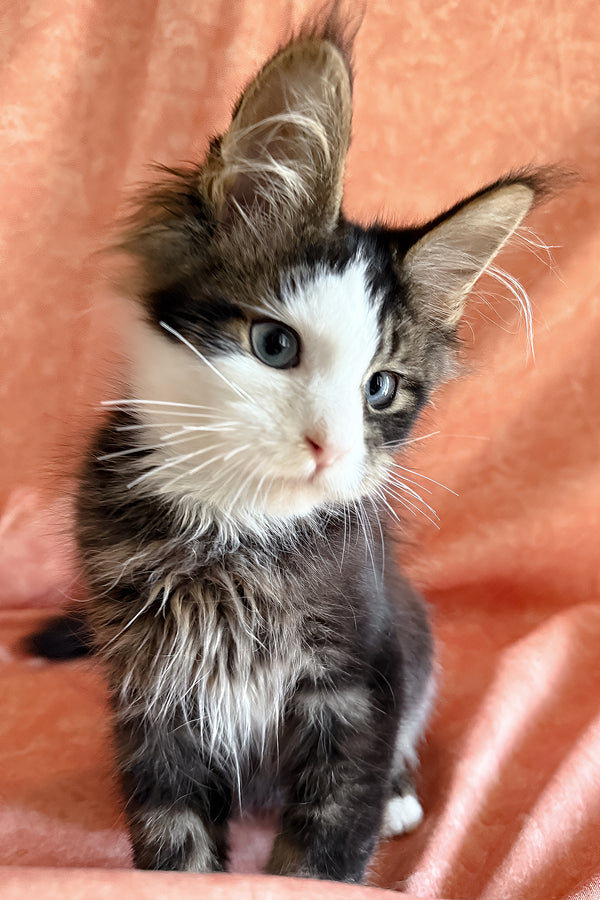 Rivyen | Maine Coon Kitten