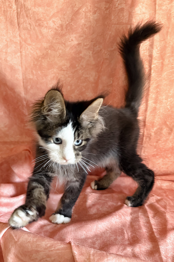 Rivyen | Maine Coon Kitten