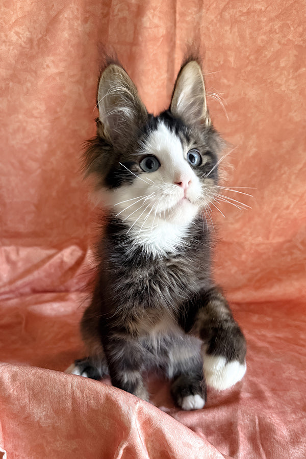 Rivyen | Maine Coon Kitten