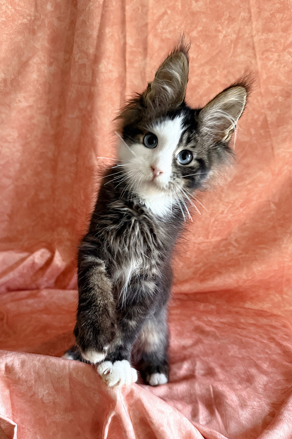 Rivyen | Maine Coon Kitten