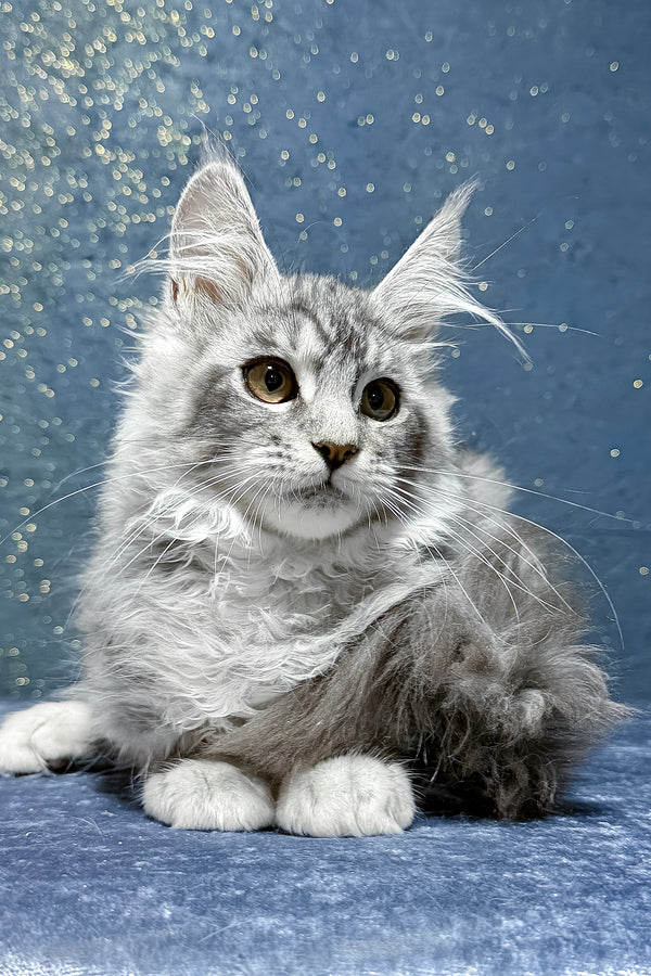Robin | Maine Coon Kitten