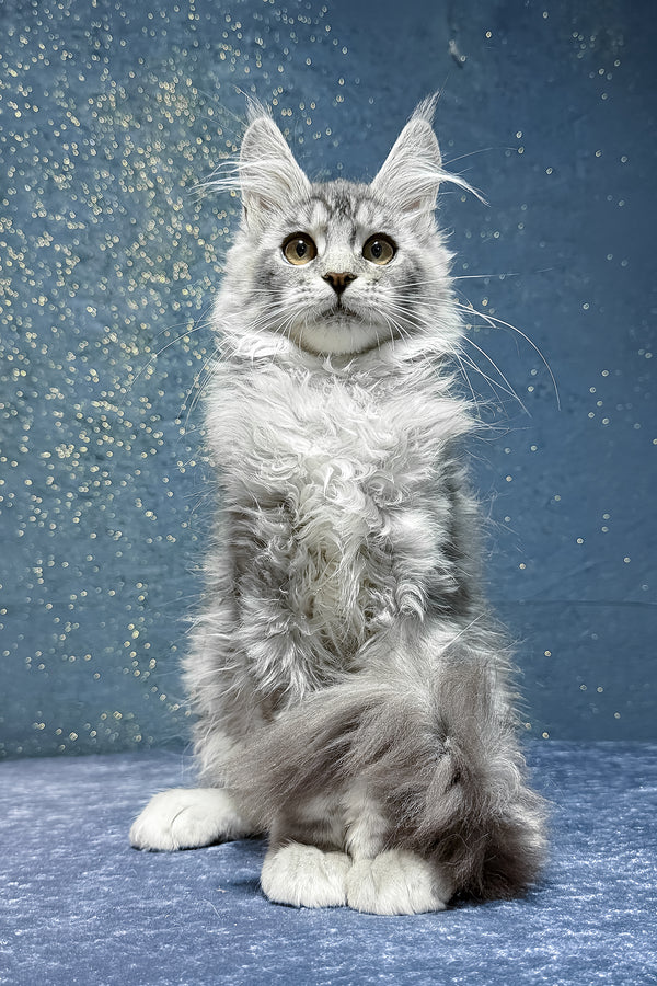 Robin | Maine Coon Kitten