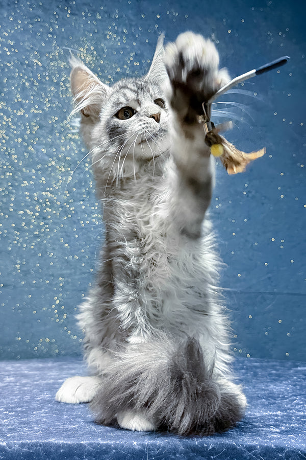 Robin | Maine Coon Kitten