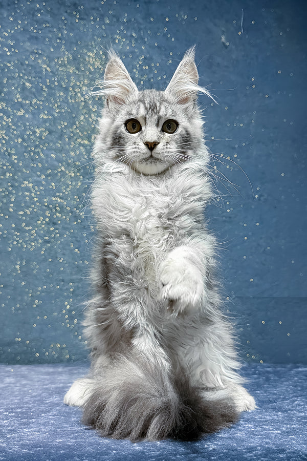 Robin | Maine Coon Kitten