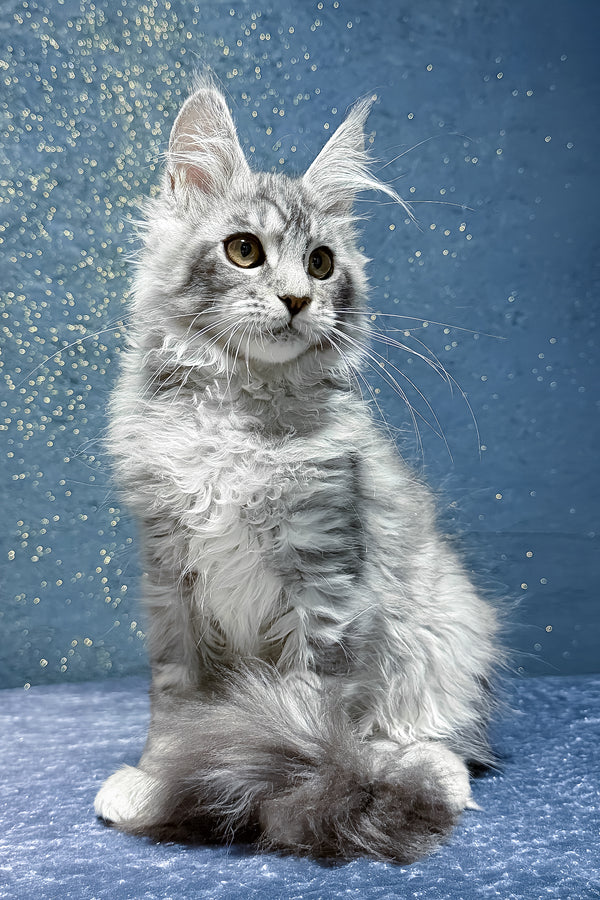Robin | Maine Coon Kitten