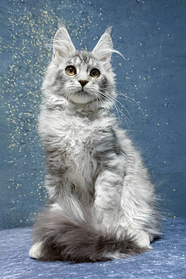 Robin | Maine Coon Kitten