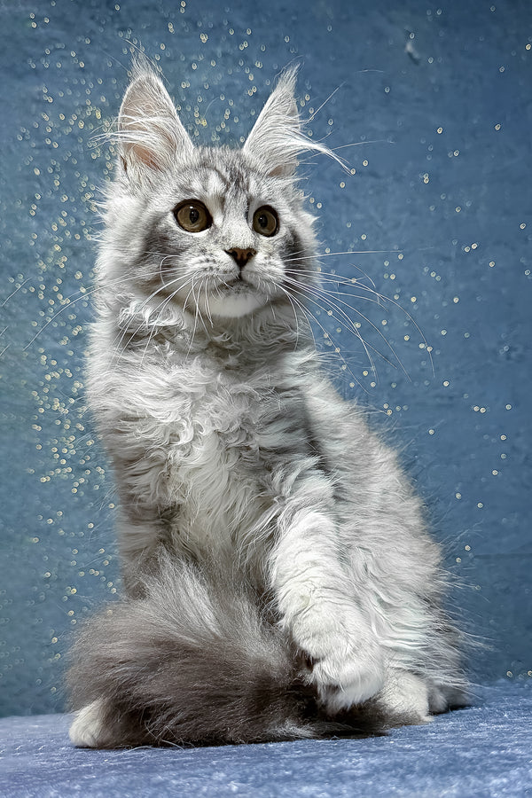 Robin | Maine Coon Kitten