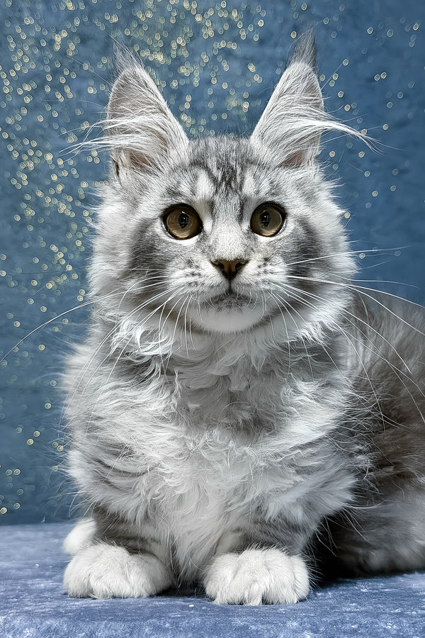 Robin | Maine Coon Kitten