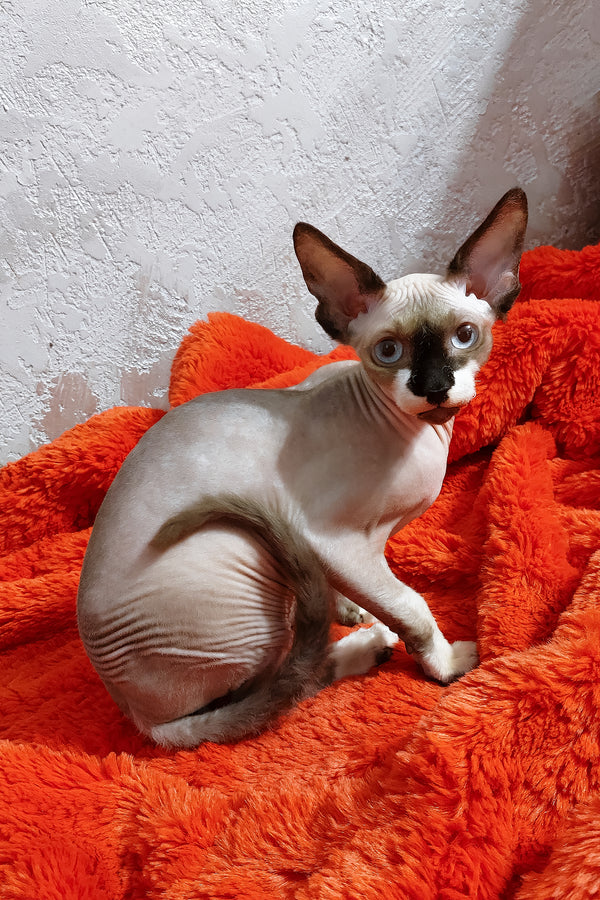Robin | Canadian Sphynx Kitten