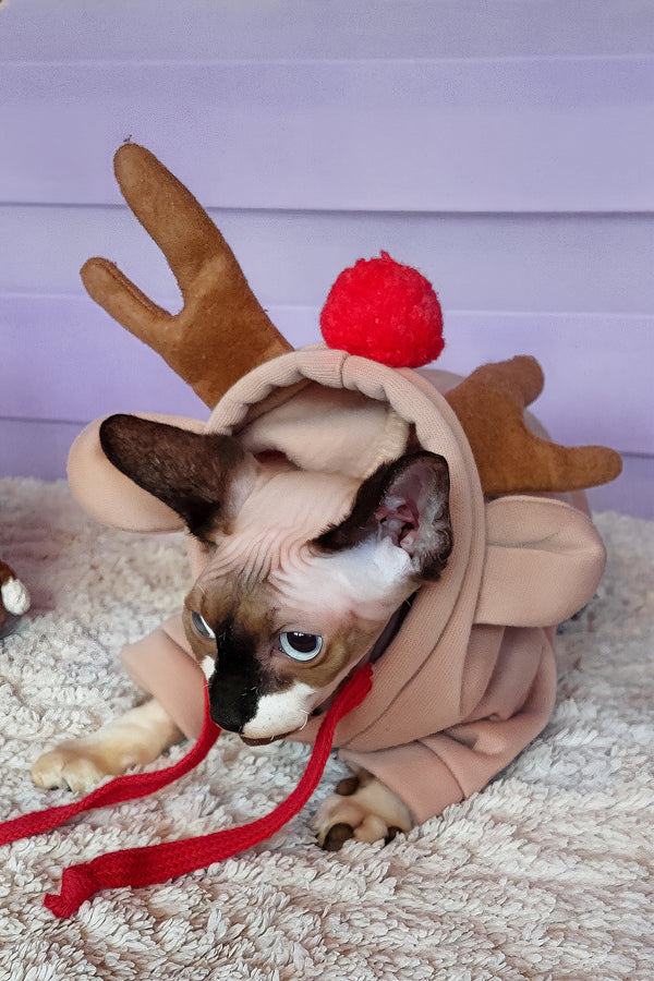 Robin | Canadian Sphynx Kitten