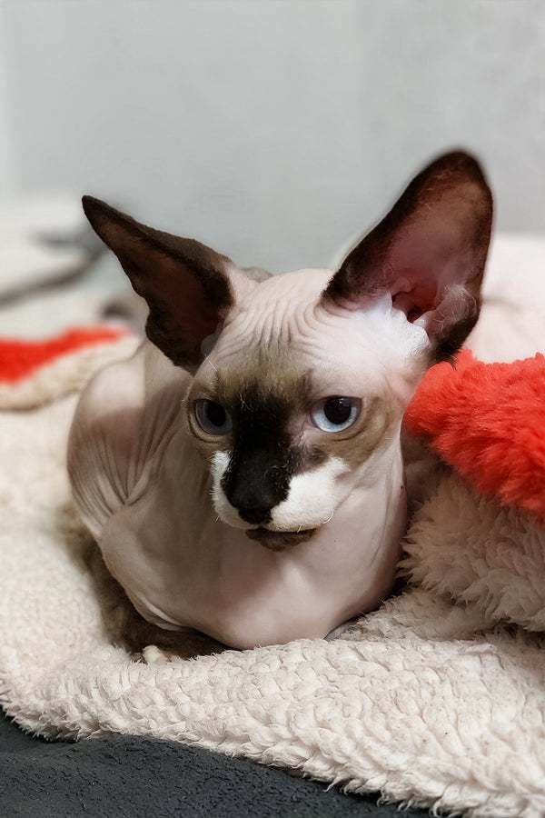 Robin | Canadian Sphynx Kitten