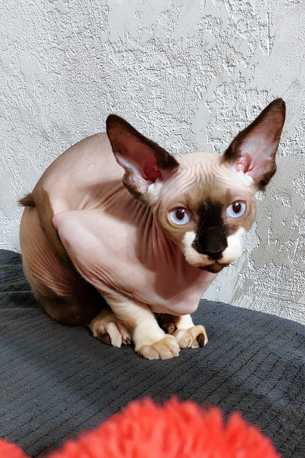 Robin | Canadian Sphynx Kitten