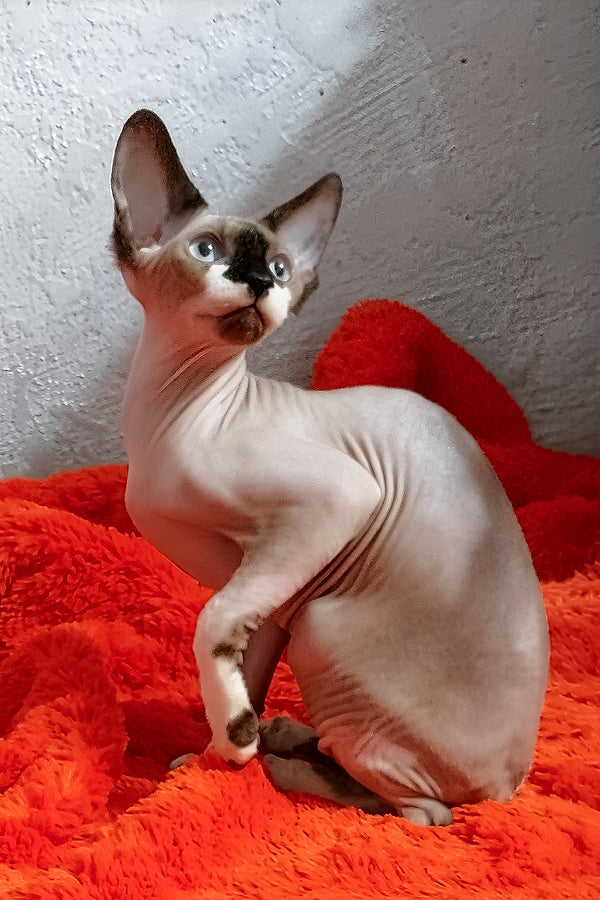 Robin | Canadian Sphynx Kitten
