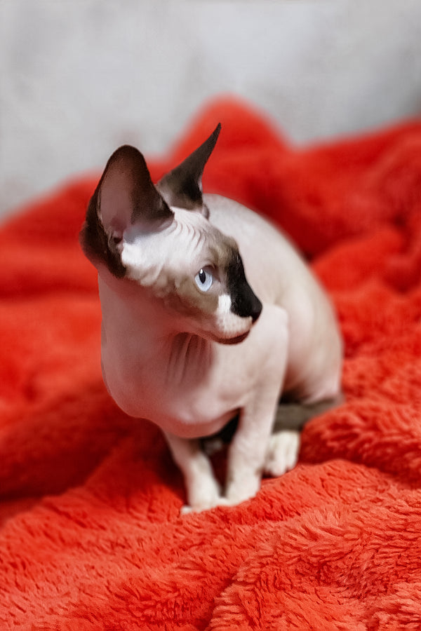 Robin | Canadian Sphynx Kitten