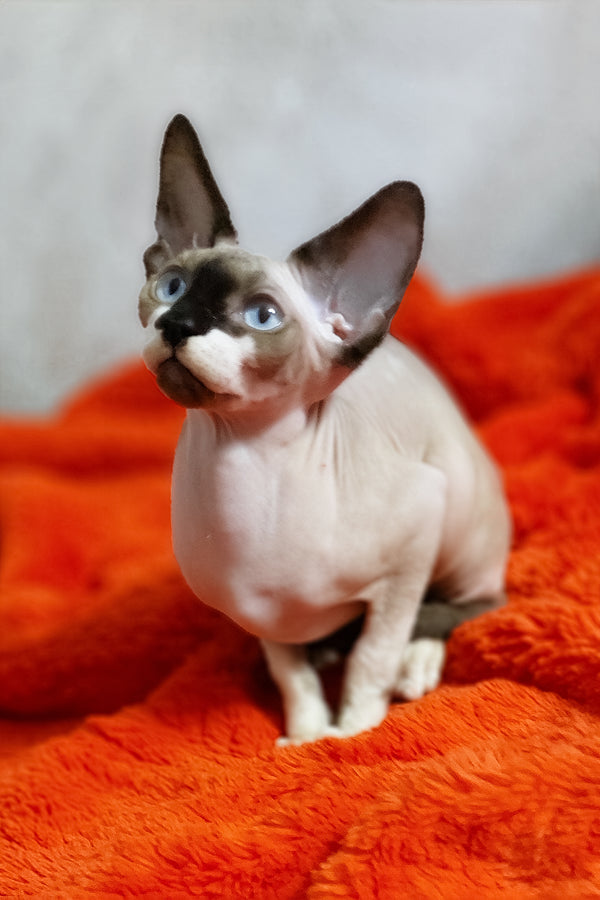 Robin | Canadian Sphynx Kitten