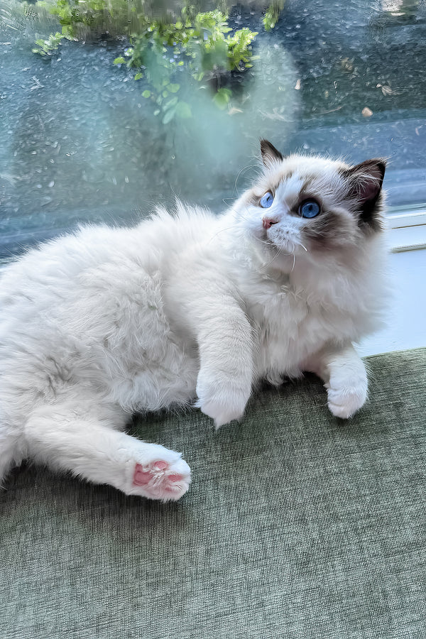 Rocco | Ragdoll Kitten