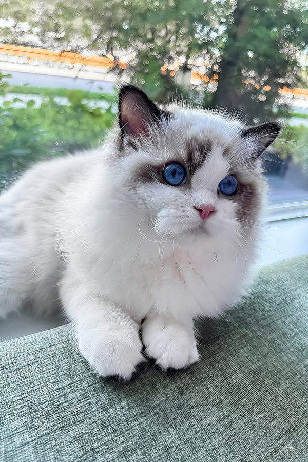 Rocco | Ragdoll Kitten