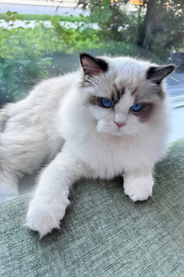 Rocco | Ragdoll Kitten
