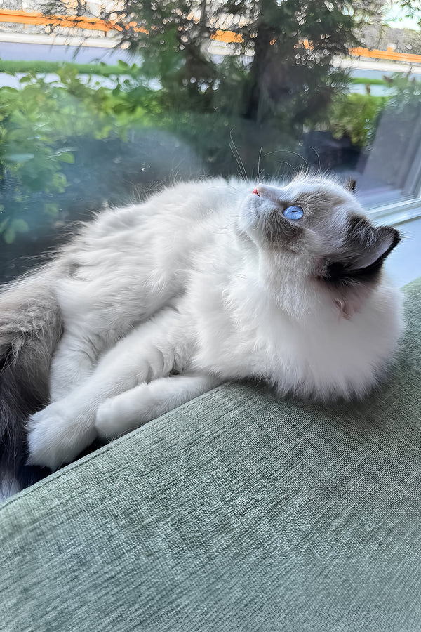 Rocco | Ragdoll Kitten