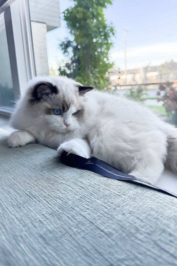 Rocco | Ragdoll Kitten