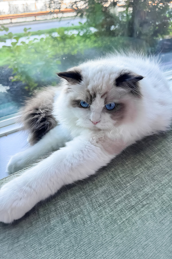 Rocco | Ragdoll Kitten