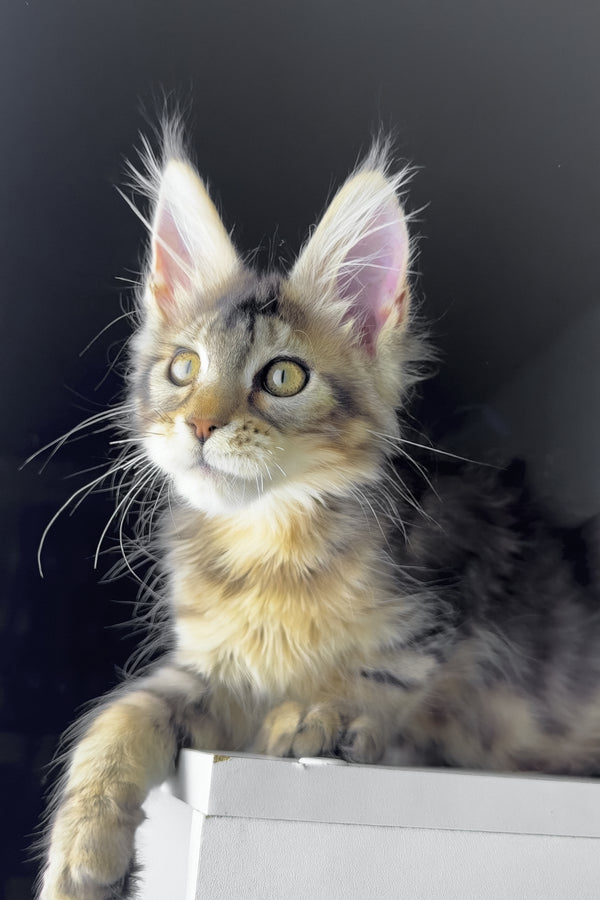 Rochelle | Golden Maine Coon Kitten