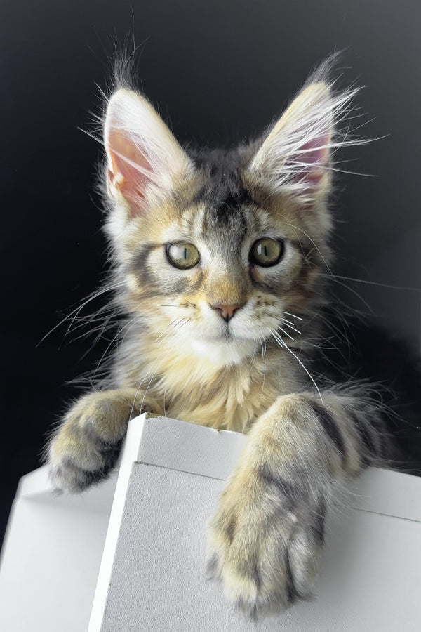 Rochelle | Golden Maine Coon Kitten