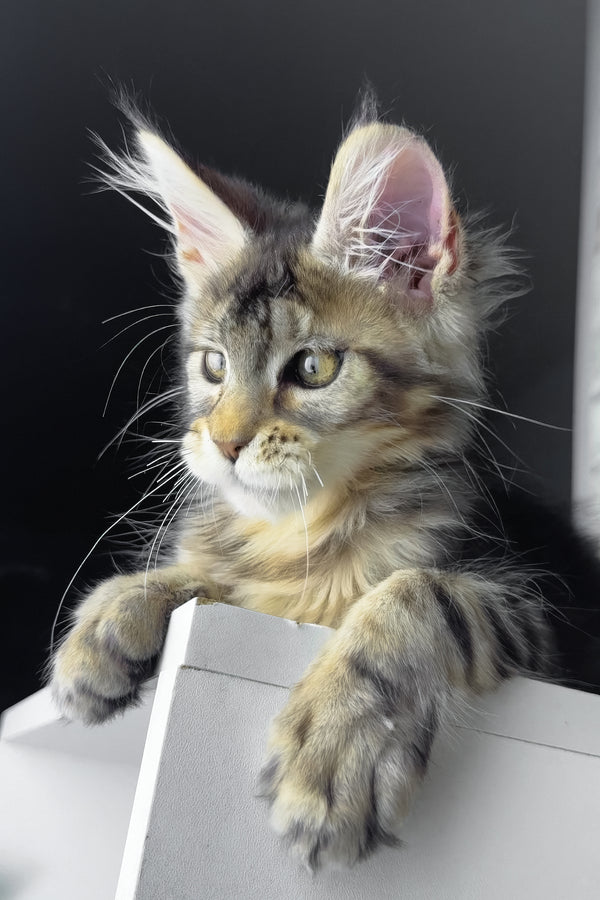 Rochelle | Golden Maine Coon Kitten
