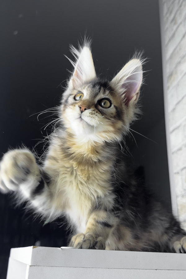 Rochelle | Golden Maine Coon Kitten