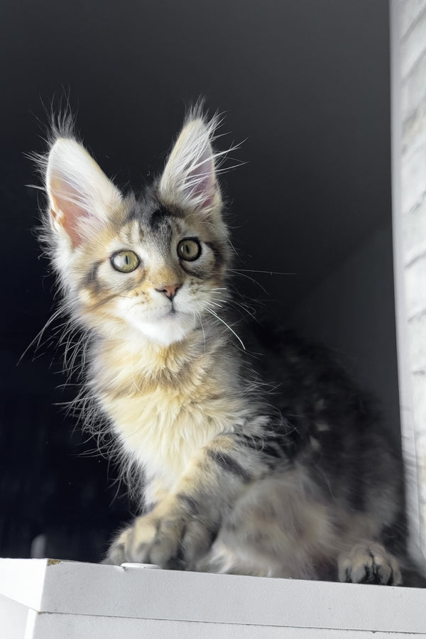 Rochelle | Golden Maine Coon Kitten