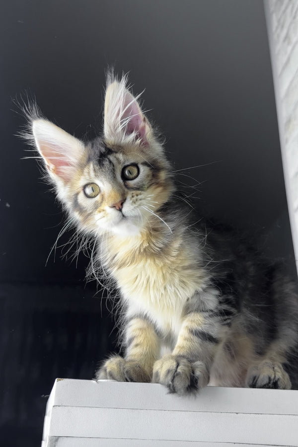 Rochelle | Golden Maine Coon Kitten