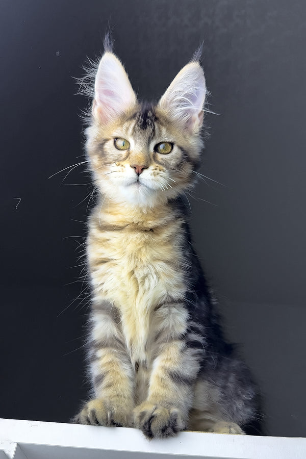 Rochelle | Golden Maine Coon Kitten