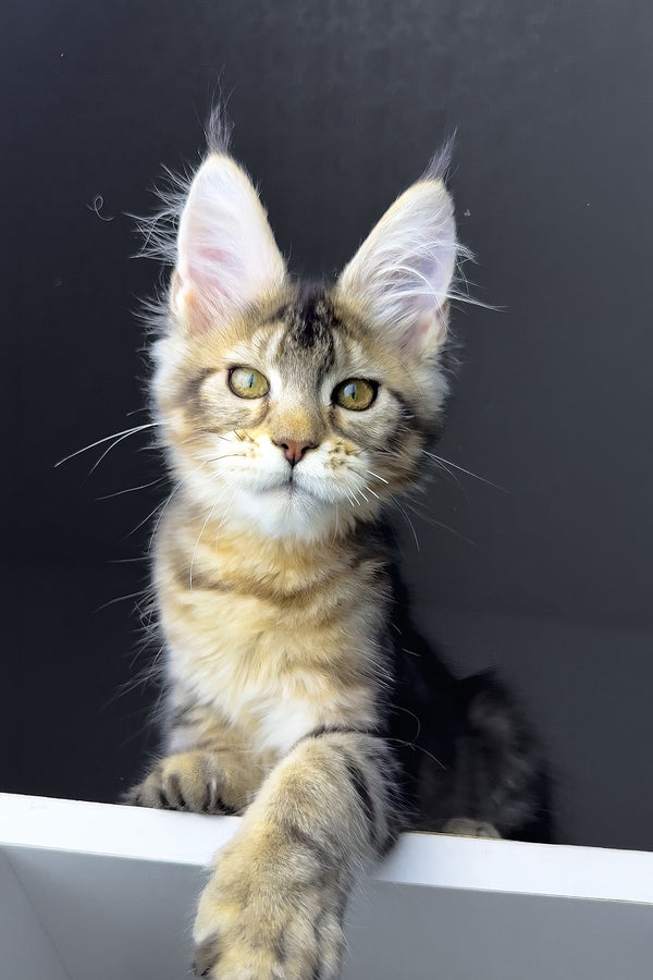 Rochelle | Golden Maine Coon Kitten