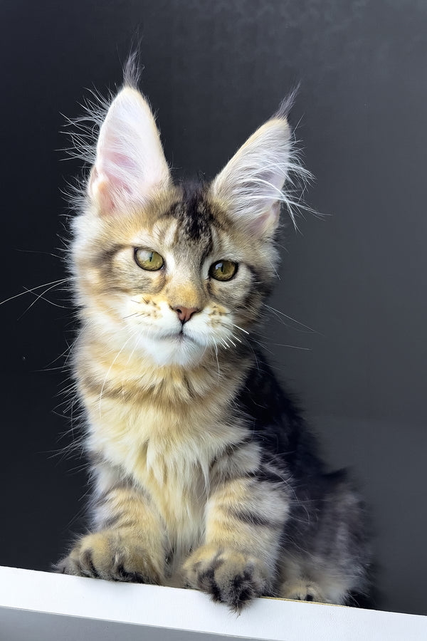 Rochelle | Golden Maine Coon Kitten