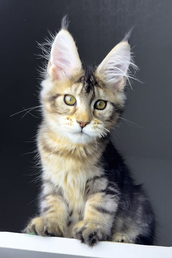 Rochelle | Golden Maine Coon Kitten