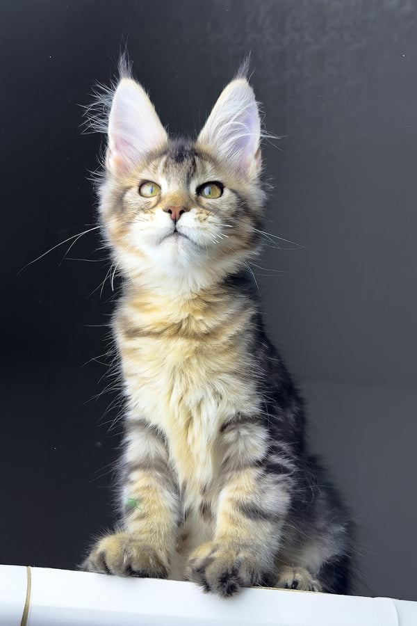 Rochelle | Golden Maine Coon Kitten