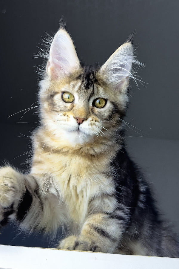 Rochelle | Golden Maine Coon Kitten