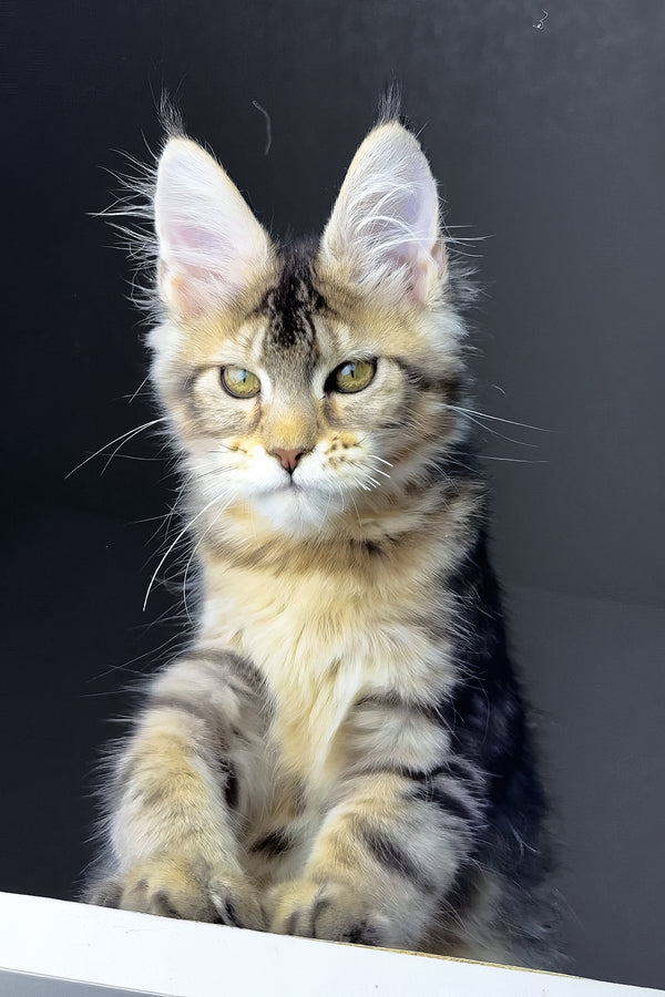 Rochelle | Golden Maine Coon Kitten