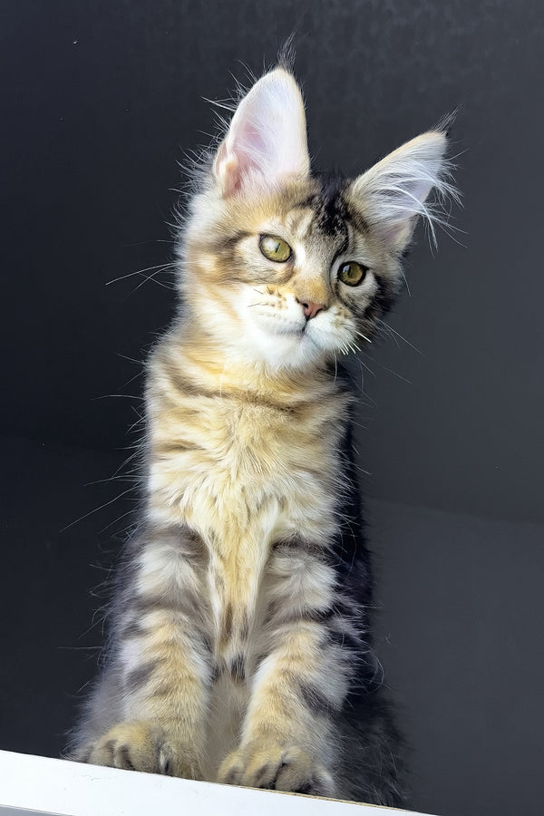 Rochelle | Golden Maine Coon Kitten