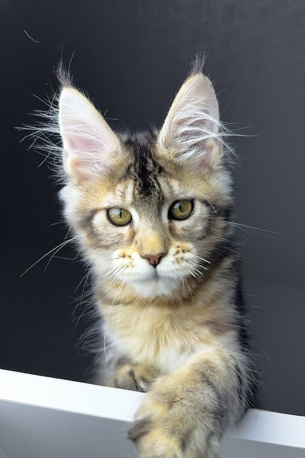 Rochelle | Golden Maine Coon Kitten